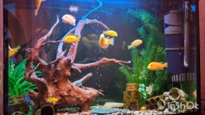 Цихлиды Еллоу и Демасони Как ухаживать, могут ли жить вместе как определить пол Labidochromis Yello