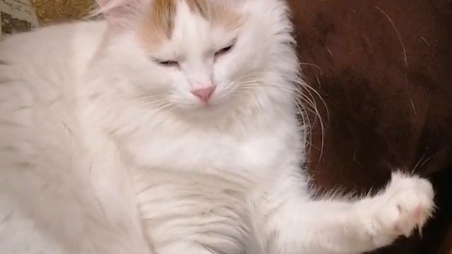 Такая милота? Смотри до конца? смотреть онлайн