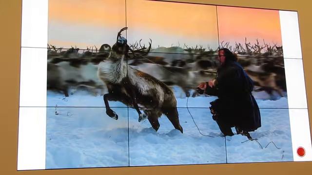 Дмитрий Архипов, Овцебыки Ямала, часть 1 смотреть онлайн