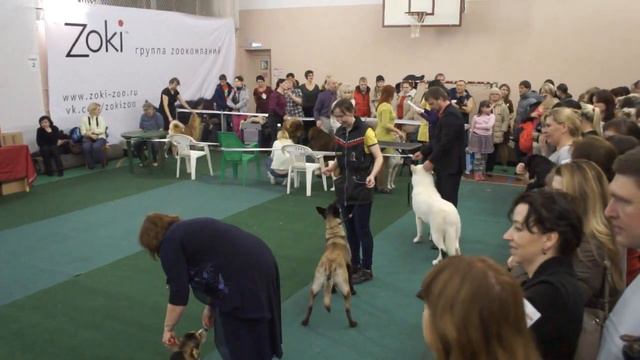 , Best in Show - 1 группа. Camino Brillante Azima САС, ЛПП, 2- BIG эксп. Патрина М. (г. Москва) смотреть онлайн