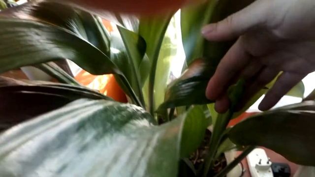 Стимуляция Эухариса к цветению