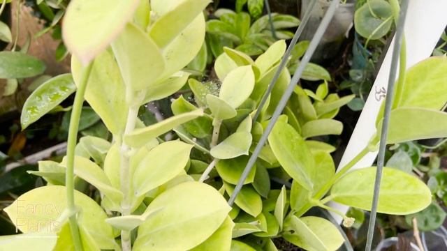 Hoya australis ssp. tenuipes and Hoya carnosa 'Krinkle 8' in bloom смотреть онлайн