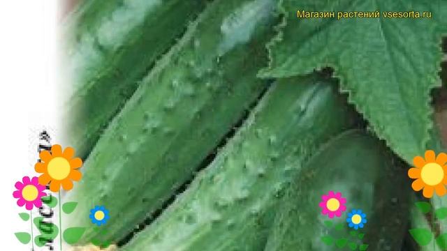 Огурец Лорд F1 (Огурец). Краткий обзор, описание характеристик, где купить семена cucumis sativus смотреть онлайн