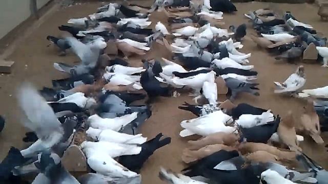 Андижанские голуби в Москве в гостях у Кузьмина В.Н. +7 967 184-44-12 смотреть онлайн