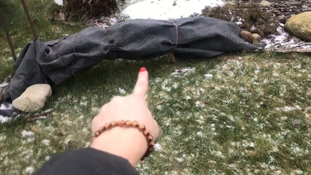 Микробиота перекрестнопарная зимой! Просто не узнать :) смотреть онлайн