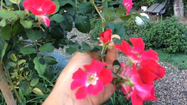 Небольшой обзор?; Бороться с трипсом или плюнуть!?Отзыв о Биотлине и новая проблема?? смотреть онлайн