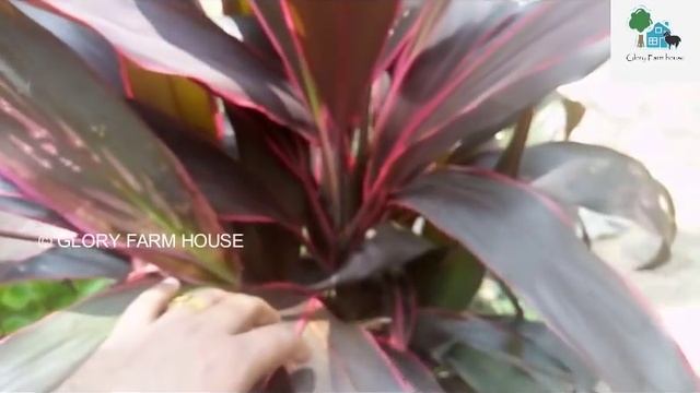 Cordyline Fruticosa - Ti Plant Care in Malayalam | Cabbage Tree Plant | Glory Farm House | смотреть онлайн