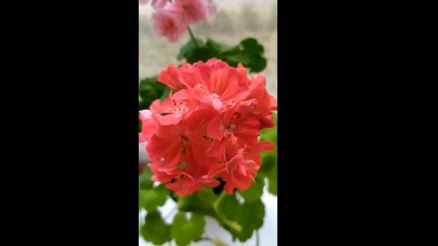 Открытие сезона 2020 !Пеларгония карлик Golden Anniversary-золотой сорт!Лучшие сортовые пеларгонии. смотреть онлайн