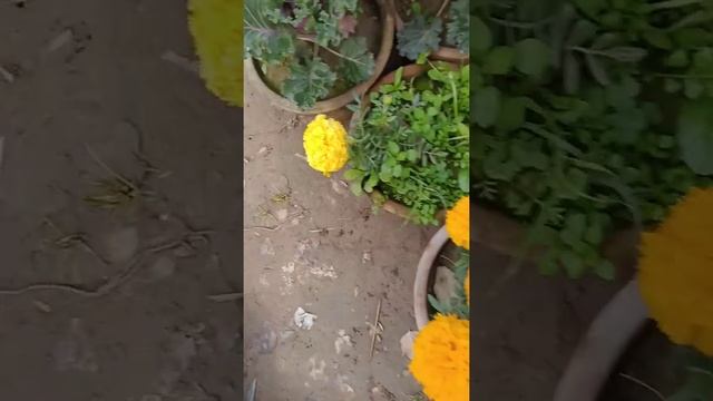 Ghana plant (Tagetes erecta) смотреть онлайн