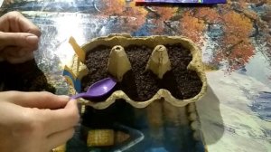 Посев агератума на рассаду