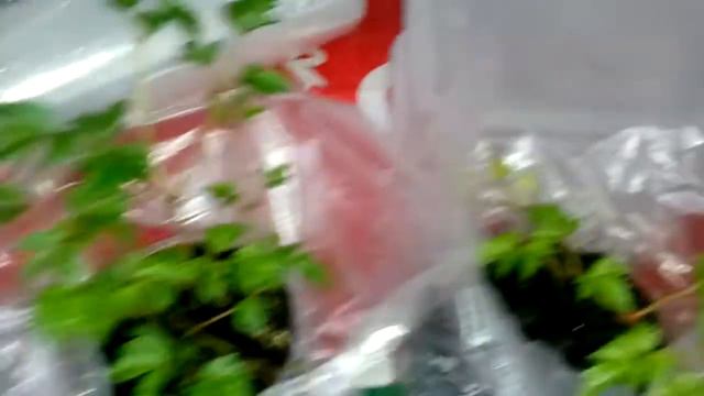 АСТИЛЬБА дала ростки! Кубеинка март 2019 смотреть онлайн