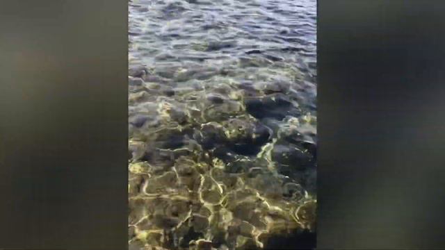 08.06.19г Шарм-Эль-Шейх отель dreams beach resorts смотреть онлайн