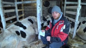 Как увеличить удой коровы и получить максимум молока?  Жизнь в деревне