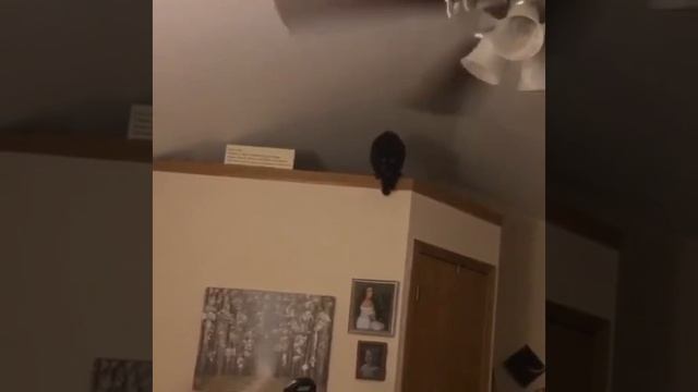 Котейка сломалась смотреть онлайн