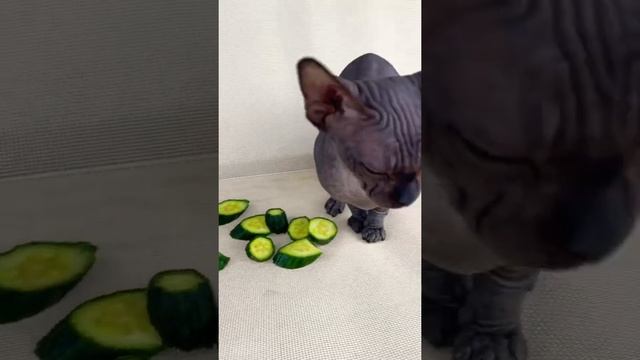 Кошка болеет болит ушко смотреть онлайн