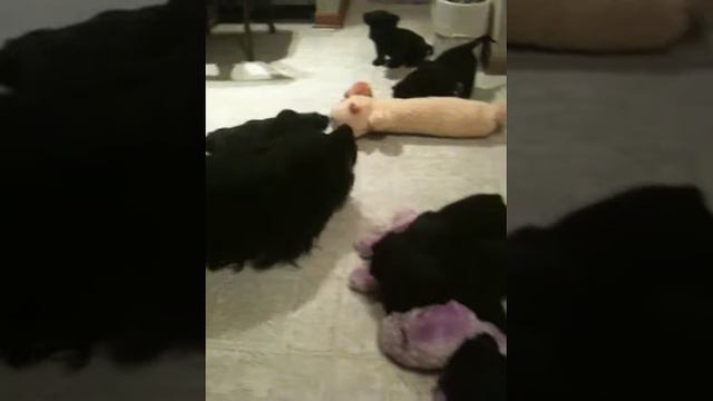 Glinda and her 9-week old Skye Terrier pups - November 21, 2009 смотреть онлайн