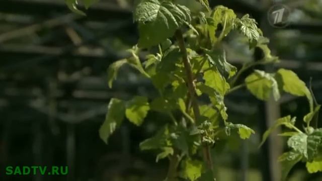 Малина / Сорта малины / Как разобраться в сортах малины смотреть онлайн