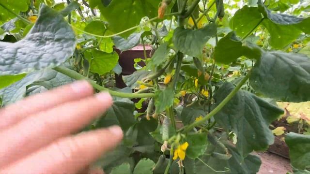 Что произошло 10 дней после дождя смотреть онлайн