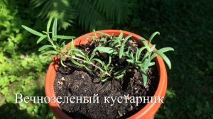 Джамбул или Чабер пряная приправа ?