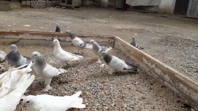 Турецкая такла Самарканд (М.Мамедов) смотреть онлайн