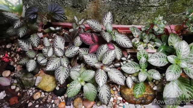 Quick Care Tips: Episcia Collection-Part 2 смотреть онлайн