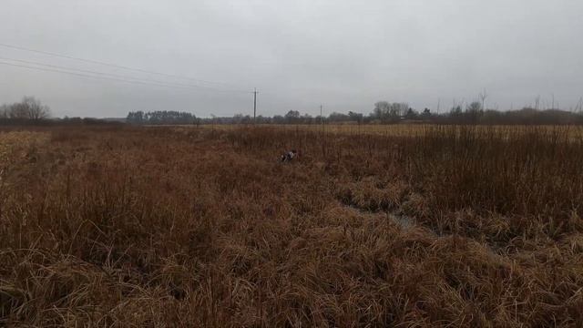 Натаска щенка дратхаара возраст 4 месяца по фазану / nataska puppy drathaar age 4 months pheasant смотреть онлайн
