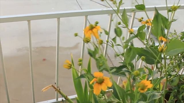 Rudbeckia Hirta (irish eyes) Growing Guide, Harvesting, Fertilizing & Vase Life Tips ~ Ep 115 смотреть онлайн
