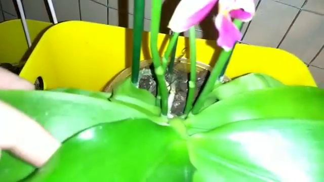 вот так быстро появилась орхидея?♀??♀Phalenopsis #Liodora #Леодора #Лиодоро смотреть онлайн
