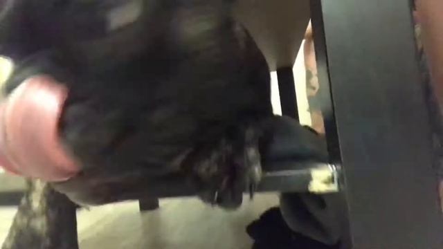 Собака грызёт стол смотреть онлайн