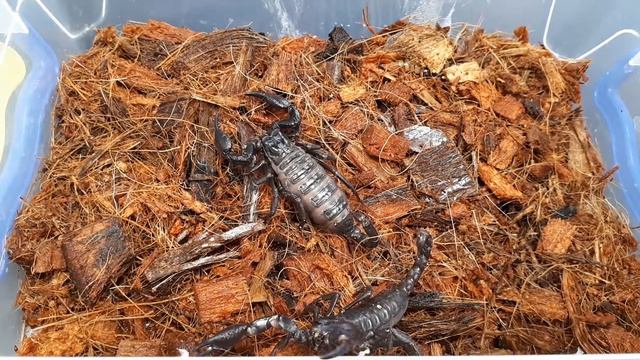 КУПИЛИ 2 Х СКОРПИОНОВ ВПЕРВЫЕ ПОСАДИЛИ ИХ ВМЕСТЕ смотреть онлайн