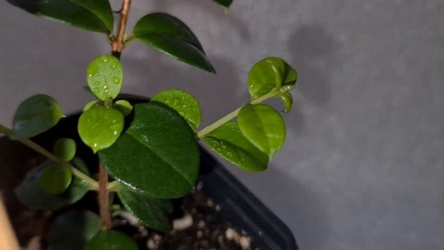 Мирт Лума остроконечная (маленький мирт) смотреть онлайн