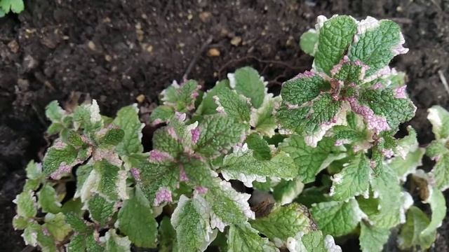 Мята пестролистная. смотреть онлайн