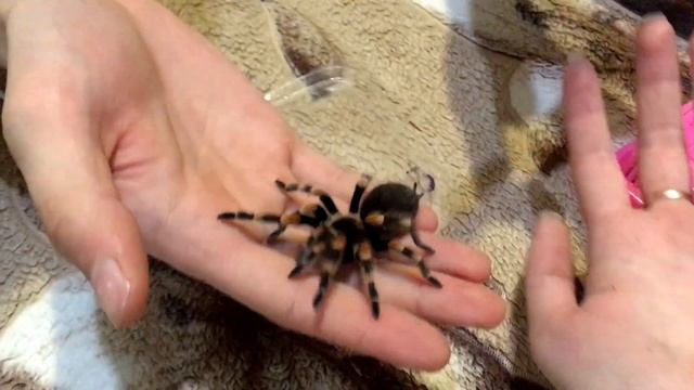 НАШ ПЕРВЫЙ ПАУК / ПОКУПКИ С РЕПТИЛИУМА 2019 / ПАУК-ПТИЦЕЕД BRACHYPELMA SMITHI / ВАШИ КОММЕНТАРИИ !! смотреть онлайн