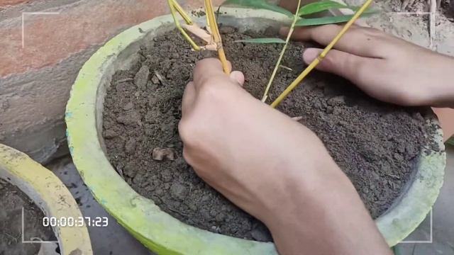 how to grow bamboo(Bambusa Vulgaris , culms plant) by cutting by easy way ,Plant evolution [yellow] смотреть онлайн