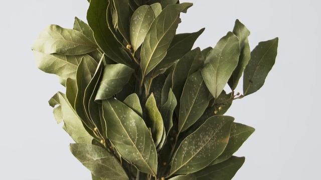 Мощная КИТАЙСКАЯ СМЕСЬ 1 ложка которой вытянет всю боль из КОЛЕН и СУСТАВОВ. Орех, семя тыквы и ... смотреть онлайн