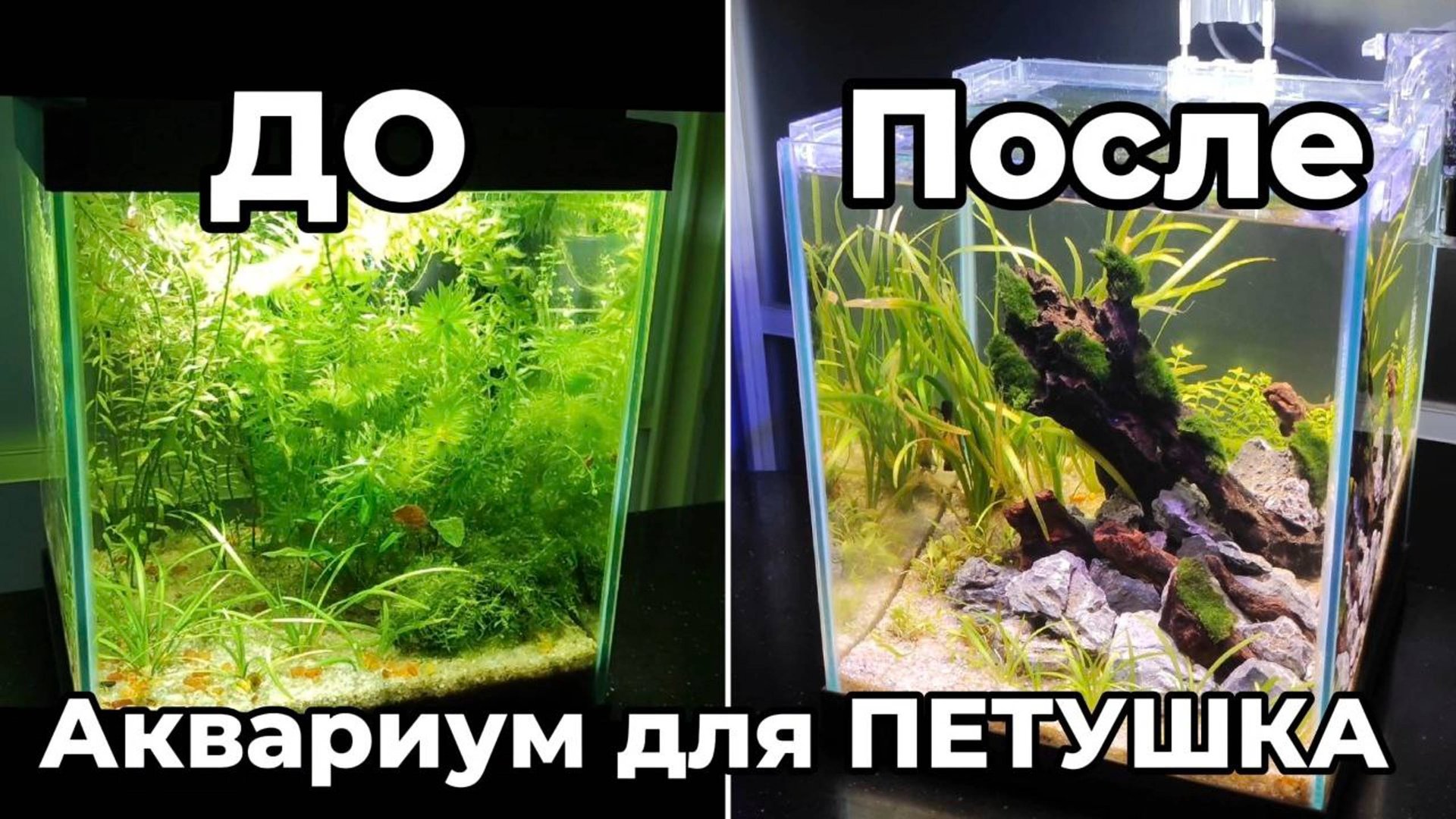 Редизайн аквариума для петушка и гименохирусов смотреть онлайн