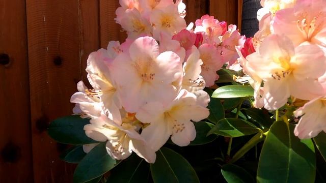 Percy Wiseman Rhododendron in Bloom (April 30, 2022) смотреть онлайн