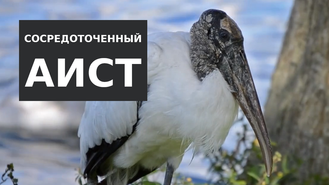 Сосредоточенный Аист