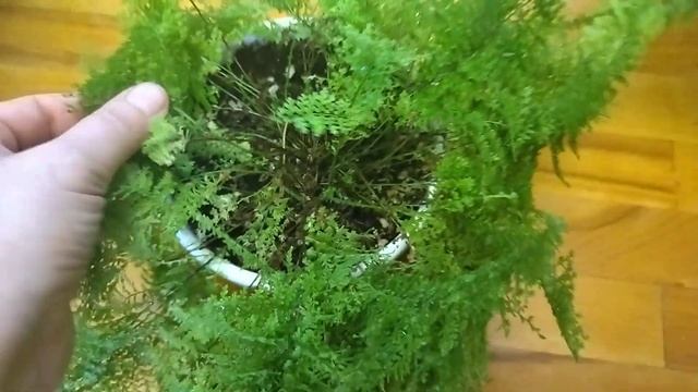 Комнатные растения. Мои зеленые друзья, смотреть онлайн