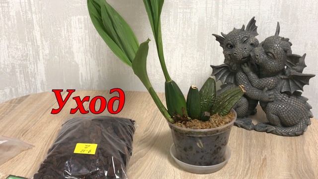 Орхидея ликаста - Lycaste Kiamа Miss Kobe x Lyc. Chita Sunset смотреть онлайн