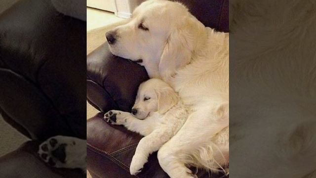 Как будет рости золотой ретривер?