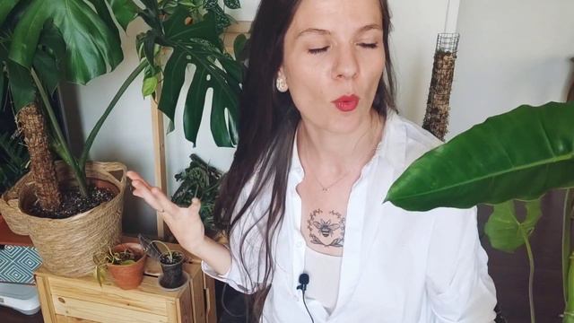 Top 5 de mes plantes flops 2022 🥲 - Âme sensible s'abstenir ! ⚠️ смотреть онлайн