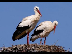 АИСТЫ(авторское видео) "Аист на крыше" Слова А .Поперечного музыка Д. Тухманова исполняют "Непоседы"