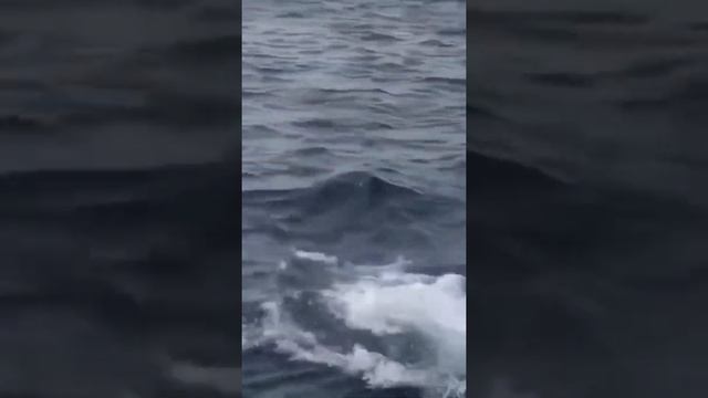 Во время охоты белая акула может выпрыгивать из воды на высоту до трёх метров. смотреть онлайн