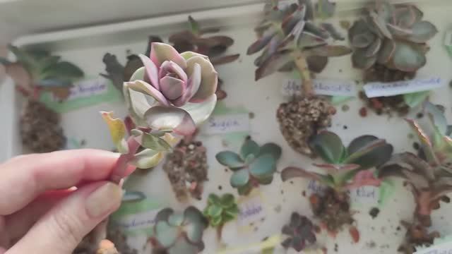 Покупка суккулентов на Авито. Распаковка посылки из Москвы. смотреть онлайн