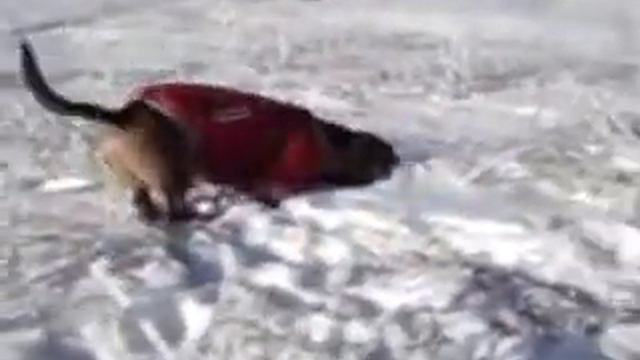 Такса смотрит выкрутасы попугая . смотреть онлайн