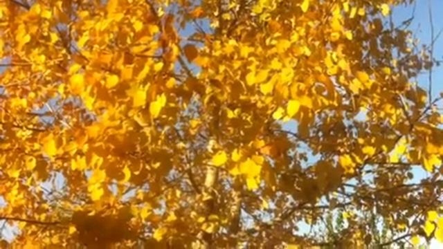 А помните как листья облетали? смотреть онлайн