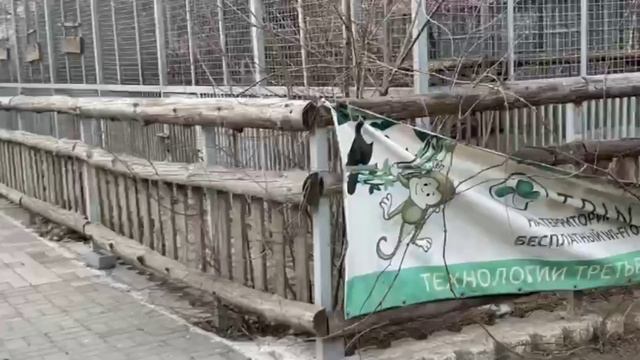 Кисы грустят