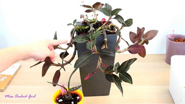 Repotting my Jewel Orchid & getting rid of snail infestation - Ludisia discolor смотреть онлайн