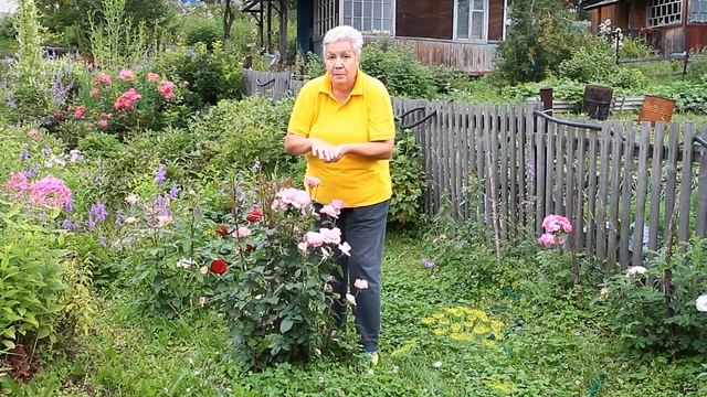 194 Готовим розы к зиме. смотреть онлайн